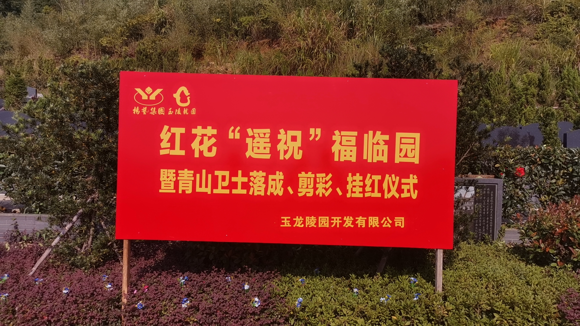 红花传爱意，情满玉龙园！