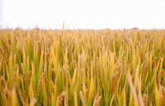 稻谷飘香迎丰年|尊龙集团生产基地奏响丰收乐章