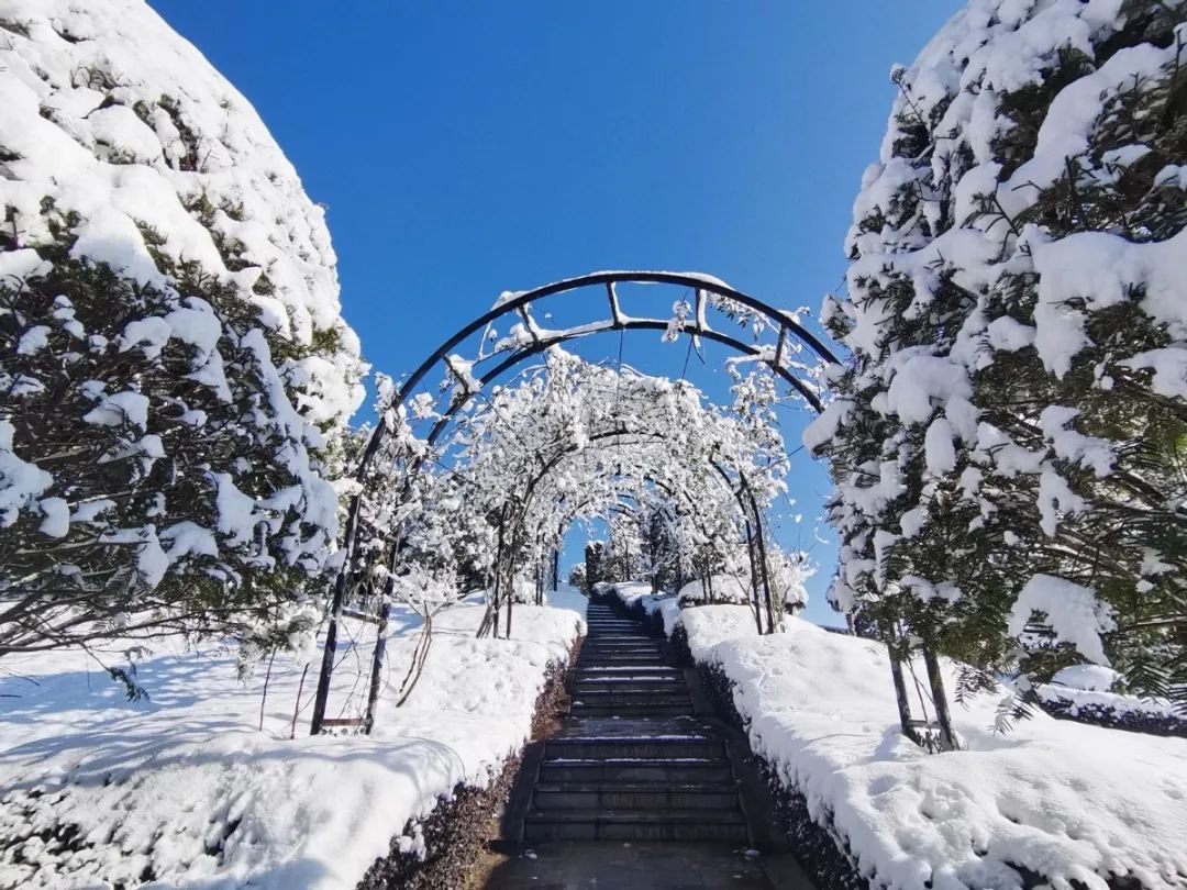 雪落玉龙，三冬含暖。