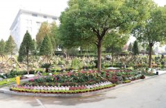 以树为碑：生命的另一种生长